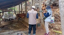 Vaksinasi PMK Dinas Peternakan di Kalurahan Bohol 